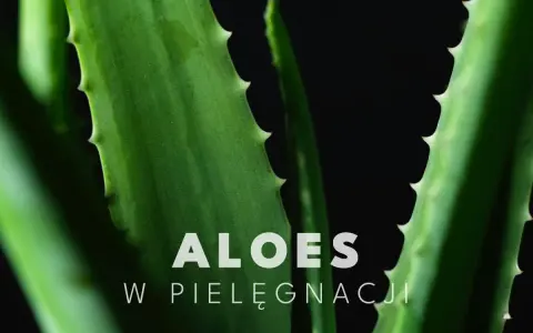 Żel aloesowy zastosowanie w pielęgnacji. Bliskie ujęcie soczystych liści aloesu na czarnym tle.